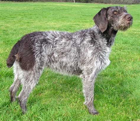 german wirehaired pointer wikipedia