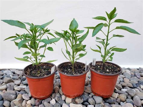 Topping Pepper Plants And Pinching Flowers For Better Harvests