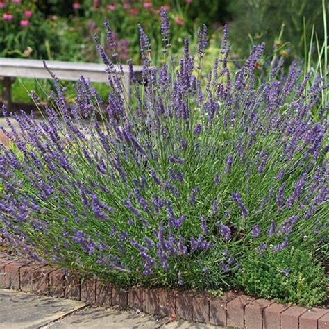 Lavender Phenomenal The Hardiest Lavender Yougarden