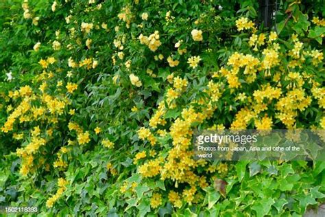 canary yellow stock  high res pictures  images getty images