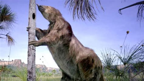 Realmente Existiram Pregui As Gigantes No Brasil H Mil Anos