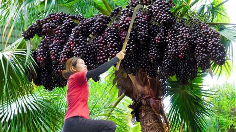 Harvesting Palm Fruit Go To The Market Sell Amazing Effects Of Palm