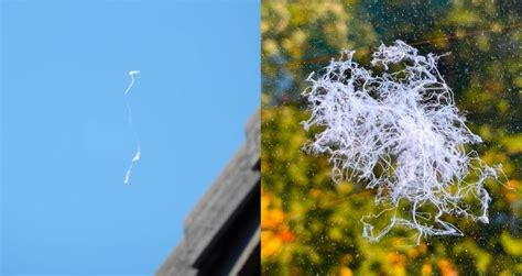 Here S Why Baby Spiders Are Falling From The Sky In California