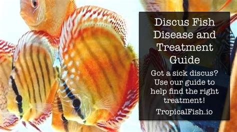 Discus Fish Disease Symptoms And Treatment Guide