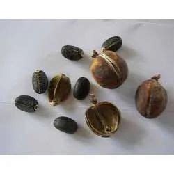 Jatropha Seeds - Jatropha Seed Manufacturer from Indore