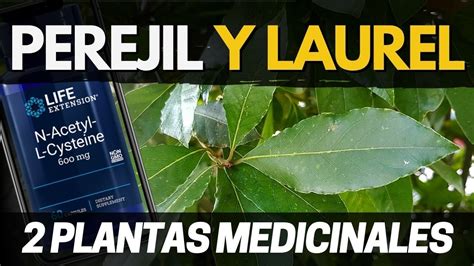 Propiedades Medicinales Del Laurel Y Perejil Laurus Nobilis Y