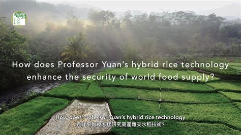 How Does Professor Yuans Hybrid Rice Technology Enhance The Security Of World Food Supply