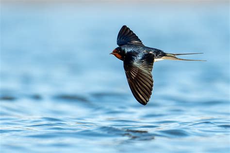 Hirondelle Rustique Hirundo Rustica Guillaume Nioncel Flickr