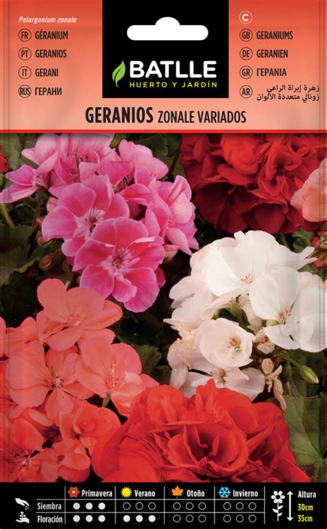 Geraneo zonal Peñisverd Garden Center