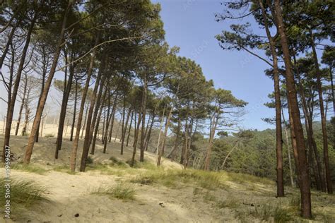 Pin Maritime Pin Des Landes Pinus Pinaster Foret Landaise