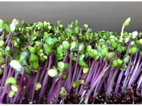 Sprouts Microgreens Kohlrabi Red W H Perron