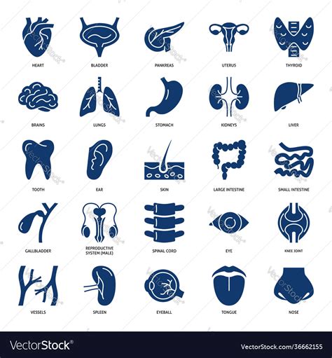 Human Internal Organs And Systems Icon Set Vector Image