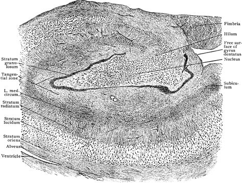 Frontal Section Through Hippocampus And Gyrus And Dentatus Clipart Etc