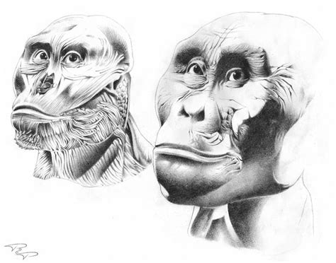 Gorilla's anatomy by Richeart on DeviantArt