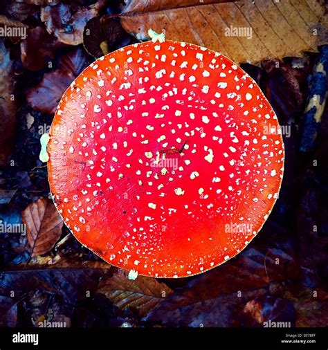 Amanita Muscaria Or Fly Agaric Mushroom Stock Photo Alamy