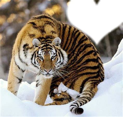 Tigre Dans La Neige Montage Photo Pixiz