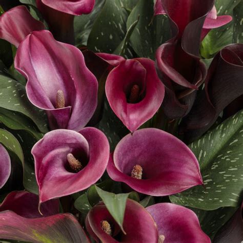 Be My® Heart Calla Lily Zantedeschia Hybrid Proven Winners