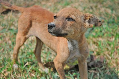 Hombre Que Dispar A Cachorro Deber Cubrir Gastos M Dicos