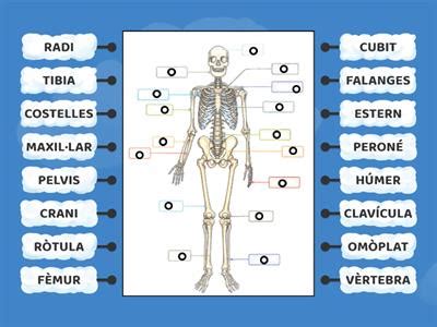 Ossos i músculs Recursos didácticos