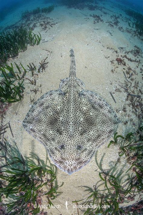 Blonde Skate Raja Brachyura