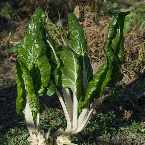 Swiss Chard - Harvest2U