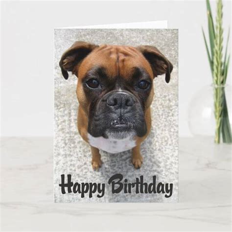 Happy Birthday Meme Dog Funny Boxer Card Boxer Birthday Dog Funny