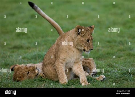 Lion Cubs playing Panthera leo Stock Photo - Alamy