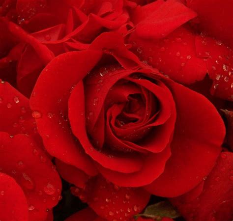 List 102+ Pictures Roses On Bed Pictures Excellent