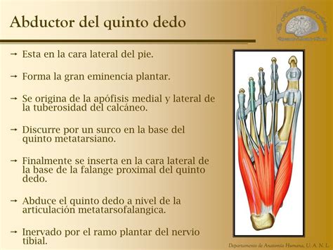 Ppt Unidad 6 Extremidad Inferior Powerpoint Presentation Free