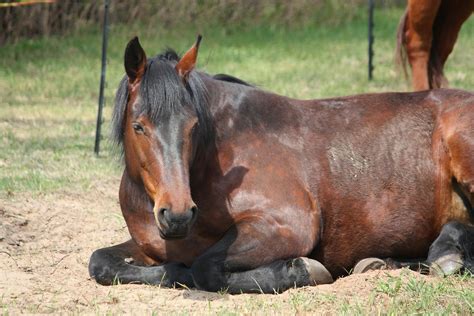 Infection Of The Shoulder In Horses Symptoms Causes Diagnosis