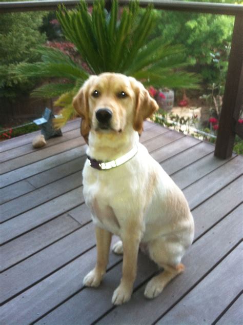 Summer Haircut For Our Golden Retriever Sydney Golden Retriever