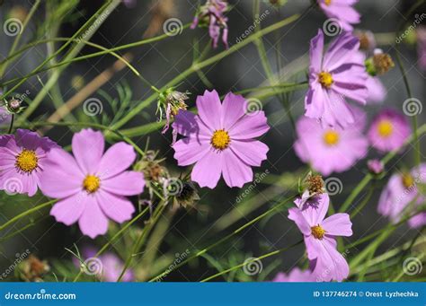 Cosmos Cor De Rosa Da Flor Da Cor Foto De Stock Imagem De Verde