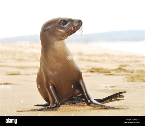 A Sea Lion Pup On Balboa Beach In California Stock Photo Alamy