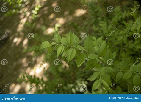 Close-up of Butcher S Broom Plant Stock Image - Image of butcher, plant: 158017537