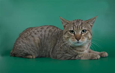 American Bobtail Shorthair Cats Cat Breeds