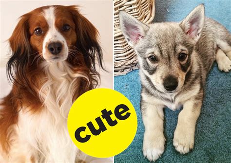 Top 10 rare cute dog breeds you've probably never heard of