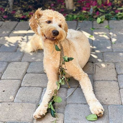 Best Labradoodle Haircuts (Puppy Cut, Teddy Bear Cut, etc.)!