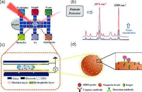 Schematic Illustration Of Sers Based Immunoassay With Digital