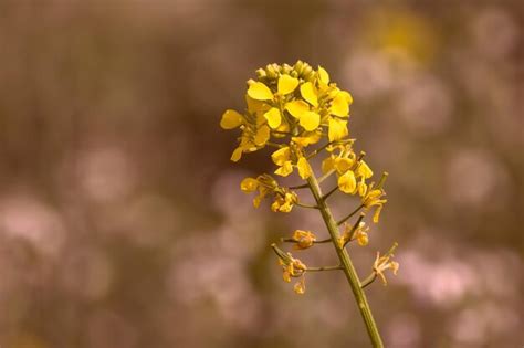 Premium Photo Yellow Rapeseed Flower In The Field Closeup