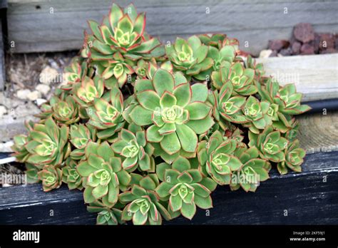 Aeonium Kiwi Aeonium Haworthii Kiwi With Variegated Rosette Pix