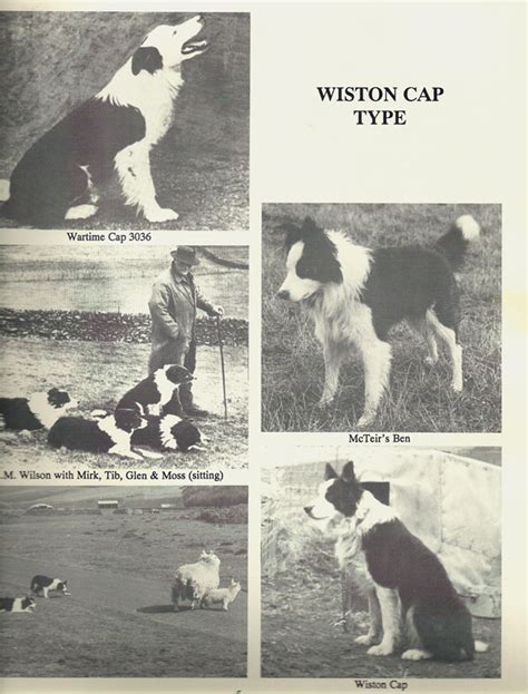 Border Collie History