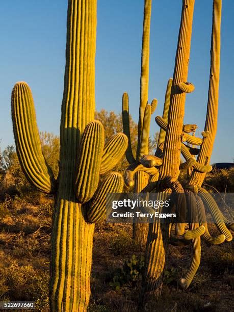 141 Sonoran Desert National Park Stock Photos High Res Pictures And