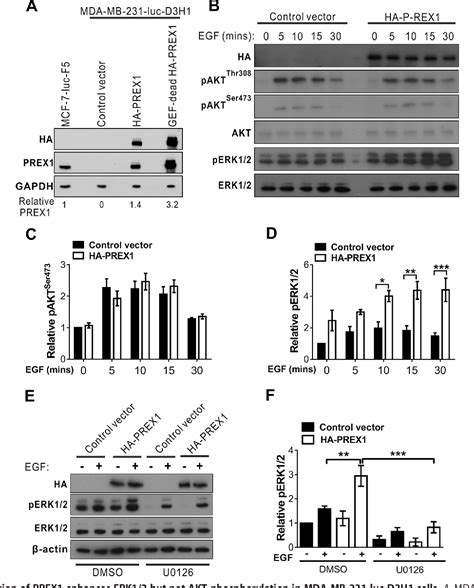 Figure From Ptdins P Dependent Rac Exchanger Prex Rac