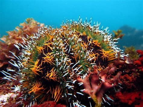 Expert Cautions Investors In Sea-urchin Farming - Aquaculture North America