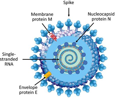 Biophysical Study Sheds Light On Potentially Druggable Process Of Sars