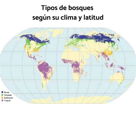 Tipos de bosques Características y fotos