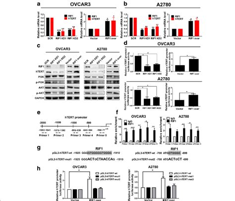 Rif1 Regulated Htert Expression And Promoter Activity In Eoc Cells By Download Scientific