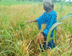 1000 hectares rice to be grown in each district of Sierra Leone – says ...