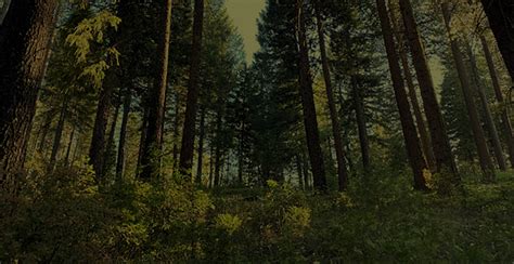 Regional Investment Strategy - California Wildfire & Forest Resilience
