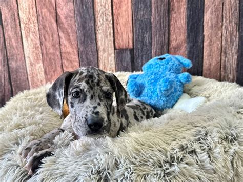 Merle Great Dane Puppies